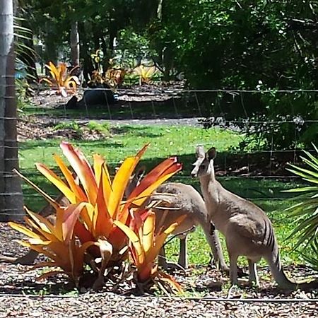 Bluegrass Bnb Bed and Breakfast Bundaberg Esterno foto