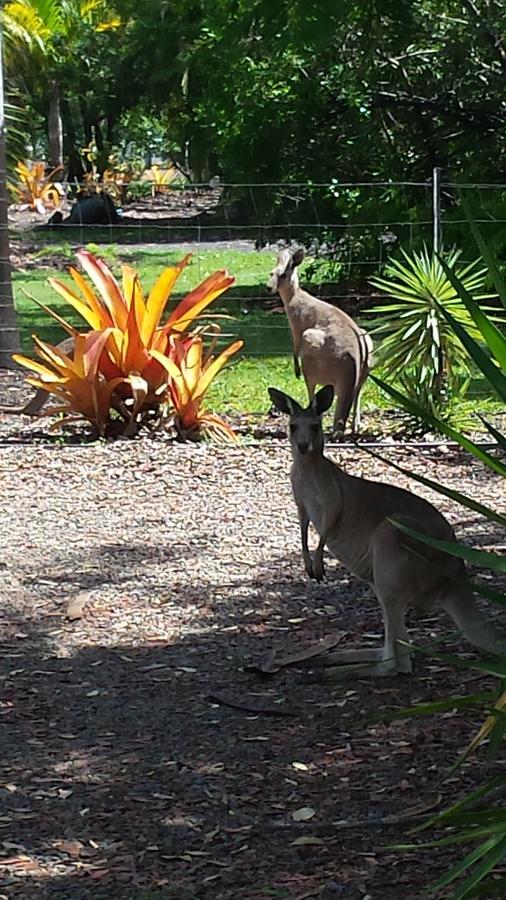 Bluegrass Bnb Bed and Breakfast Bundaberg Esterno foto