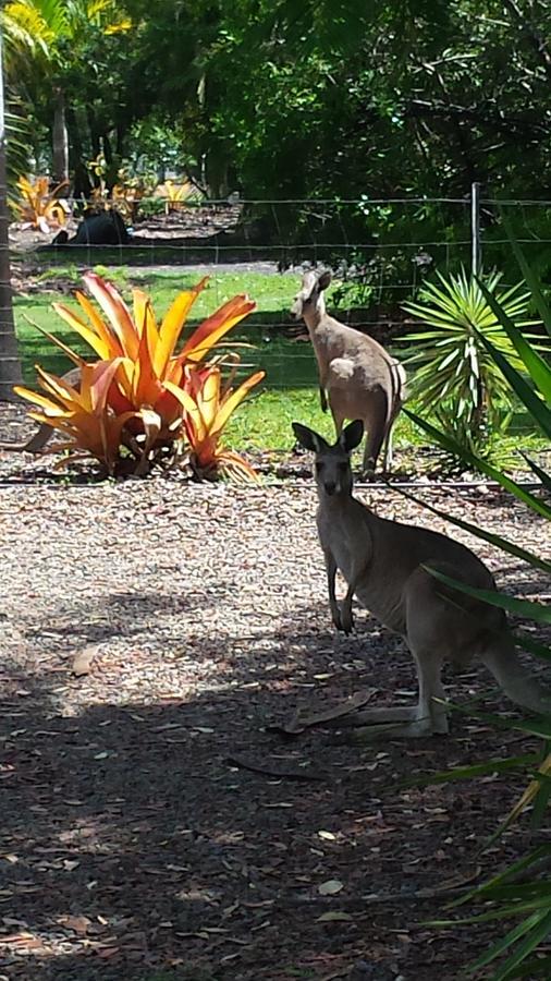 Bluegrass Bnb Bundaberg Esterno foto