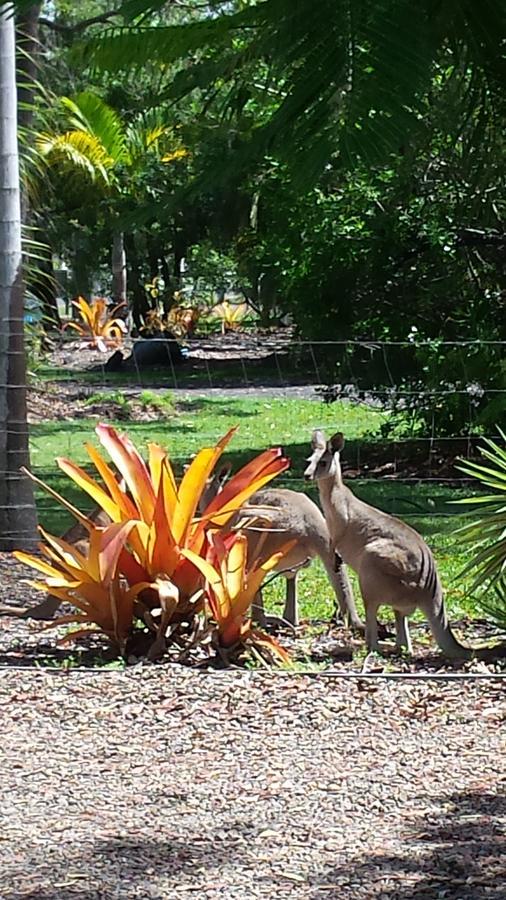 Bluegrass Bnb Bed and Breakfast Bundaberg Esterno foto